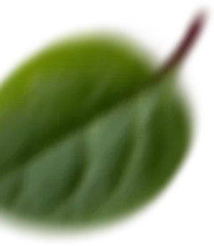 [Brecho] Banner Brecho Espelhado Folha