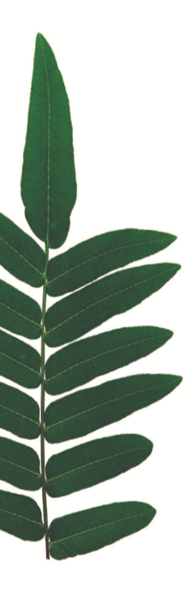 [Brecho] Banner Brecho Tabela Folha