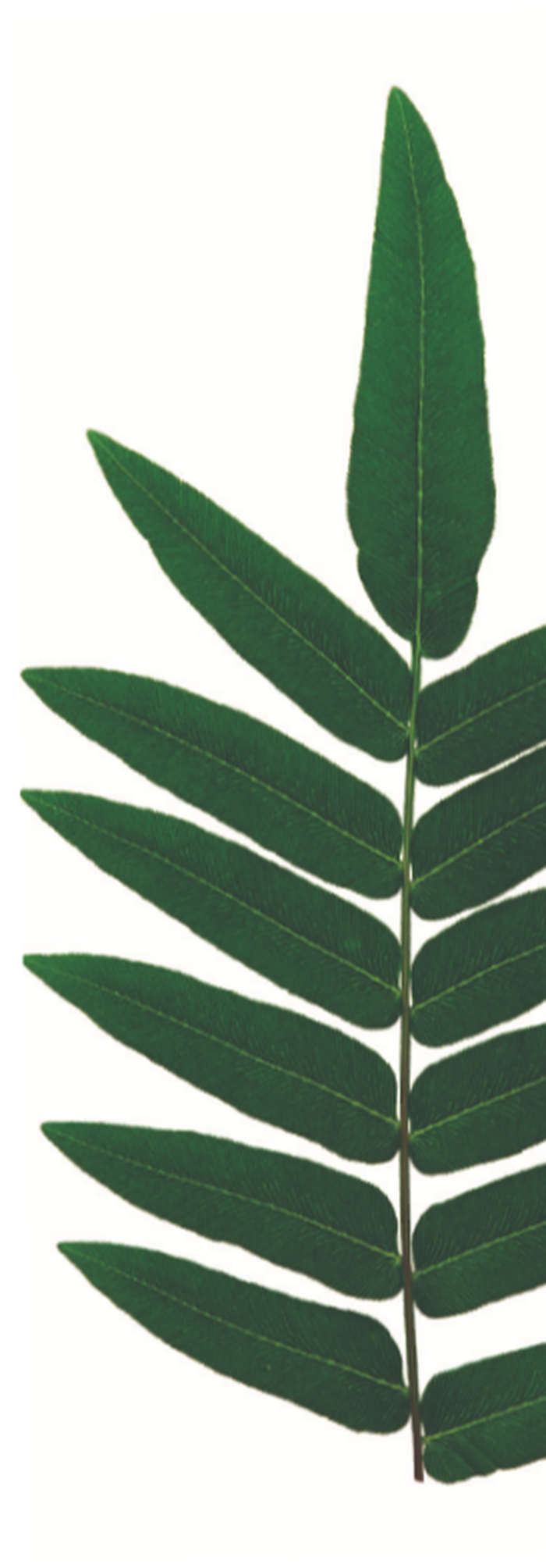 [Conforto] Banner Espelhado Texto e folha