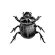 Inseto Modelo Scarabeus 