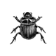 Inseto Modelo Scarabeus 