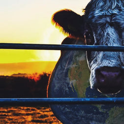 Cowspiracy: Você não pode ser um ambientalista e consumir produtos de origem animal