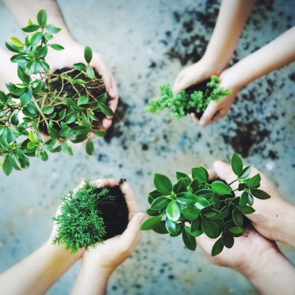 Uma horta para chamar de sua: 5 dicas simples para plantar em qualquer lugar!