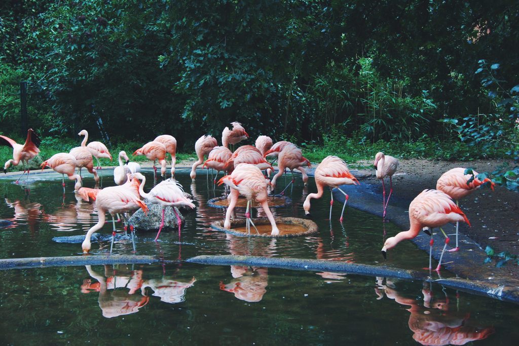 Zoológicos e os dois lados desse debate
