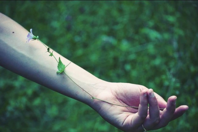 Foto do post Ecofeminismo: Os ciclos femininos e as ervas de casa