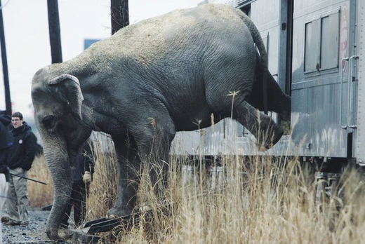 Foto do post Animais usados para entretenimento: uma história escondida de maus tratos