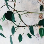 Workshop: Moda Consciente – Teoria e Prática